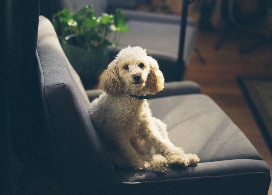Living at home with dementia- Cropped photo of a white poodle sitting in an arm chair looking at the camera