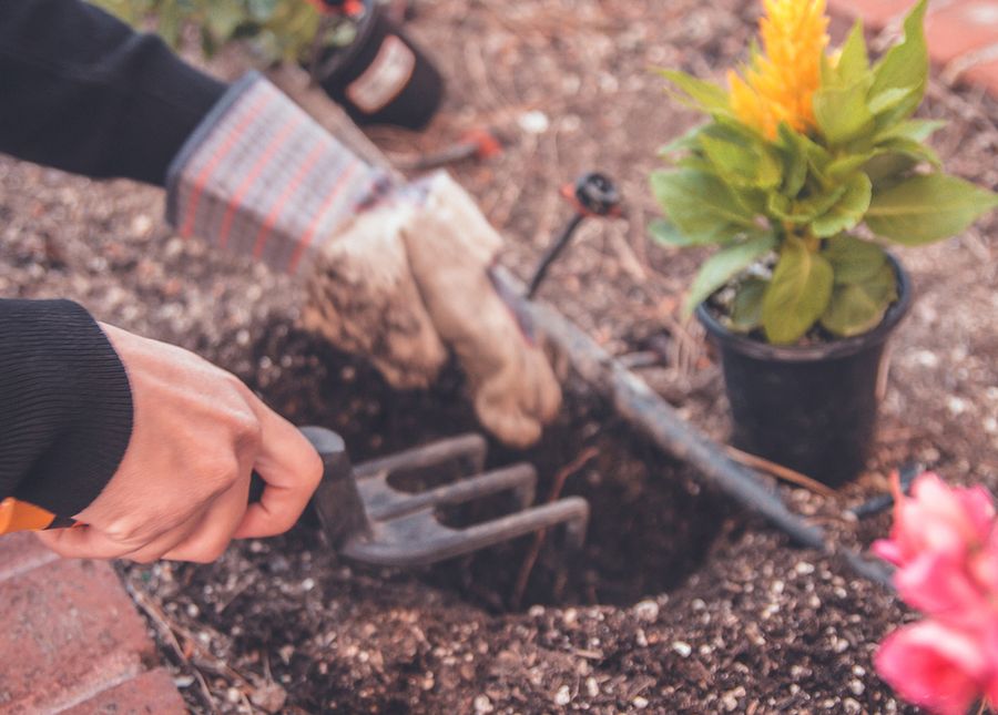 Aged care garden beds- close up photo of hands digging in a garden bed ready to plant a yellow flowering plant