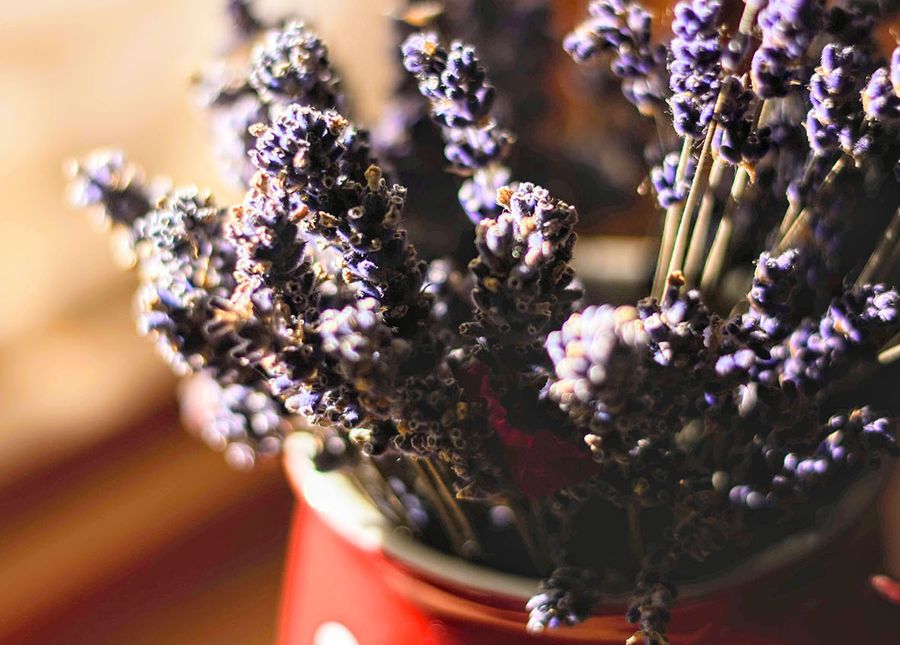 Respite in aged care- cropped photo of purple lavendar flowers in a red pot