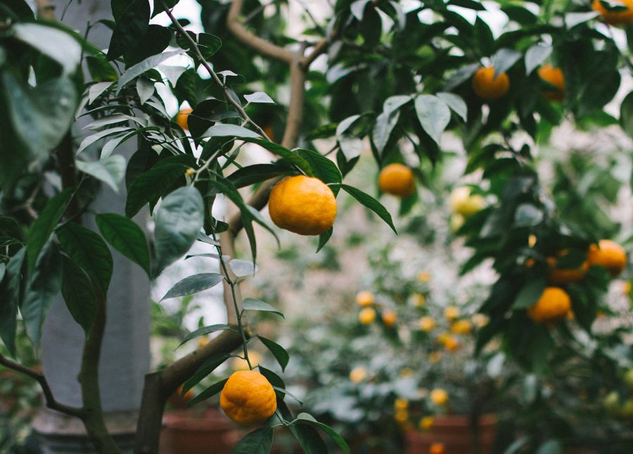 Photo of oranges on a tree in an aged care home