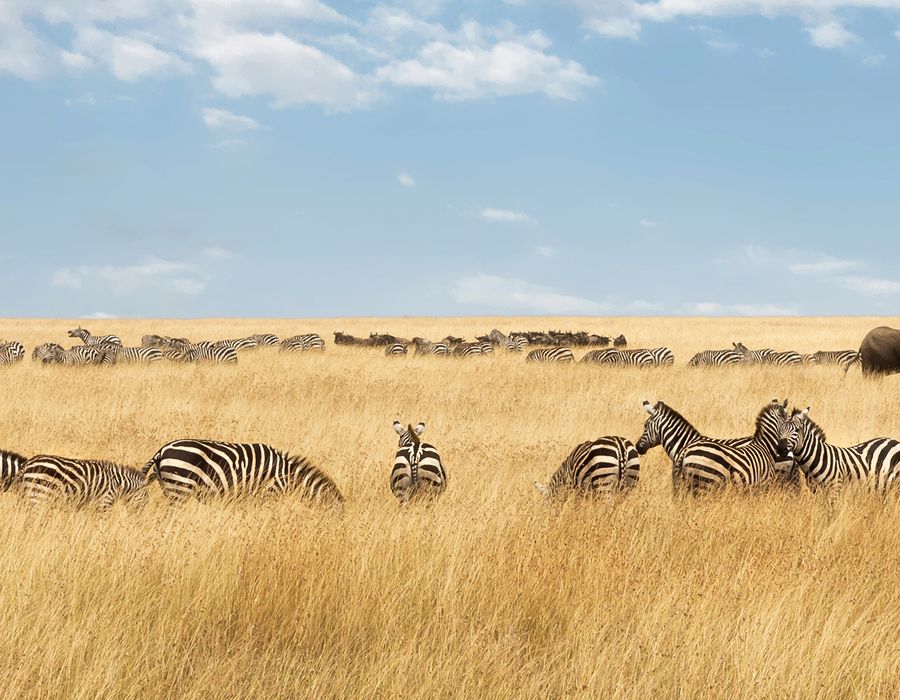zebra and elephants walking through grassy field in africa