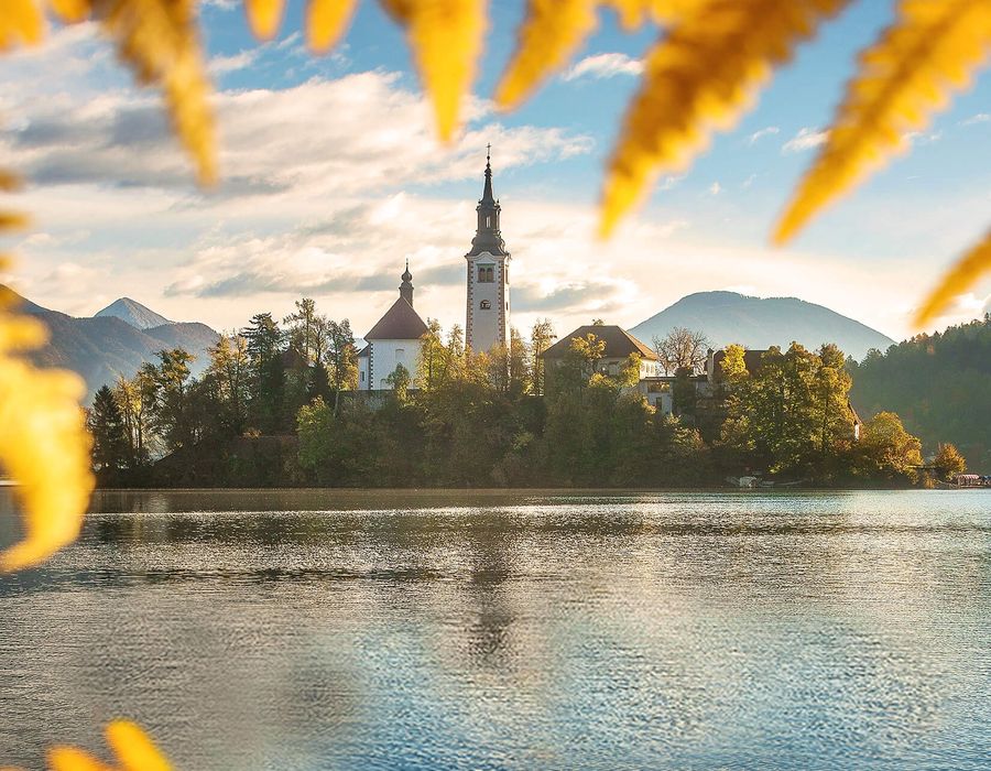 yellow fern leaves surrounding a white church on lake bled in slovenia