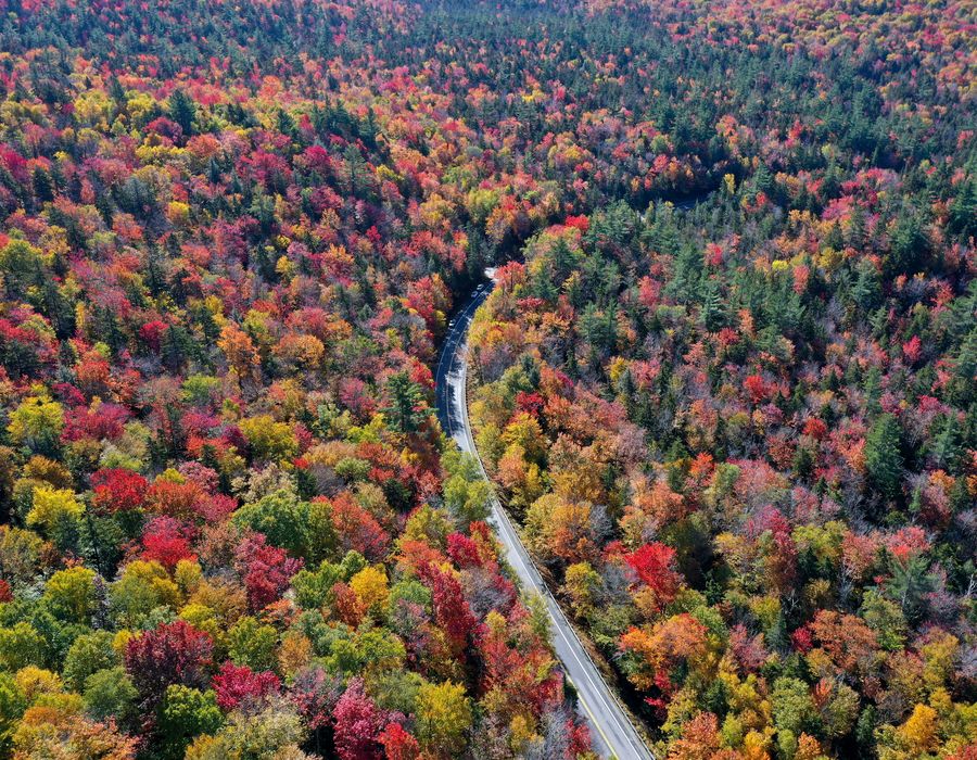 road in the middle of trees changing colors in the fall