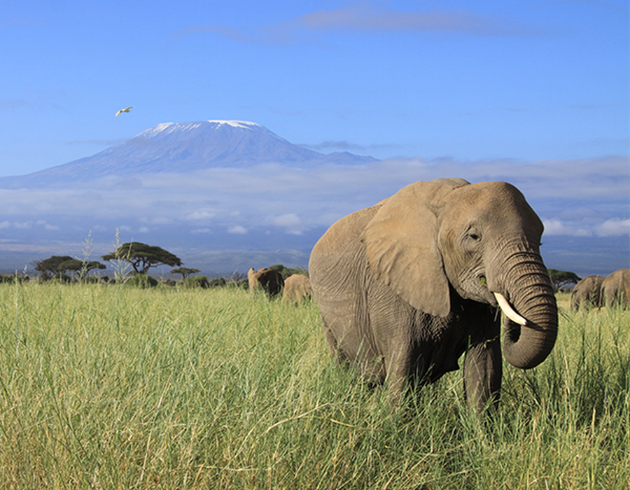 elephant walking in grassy field in kenya