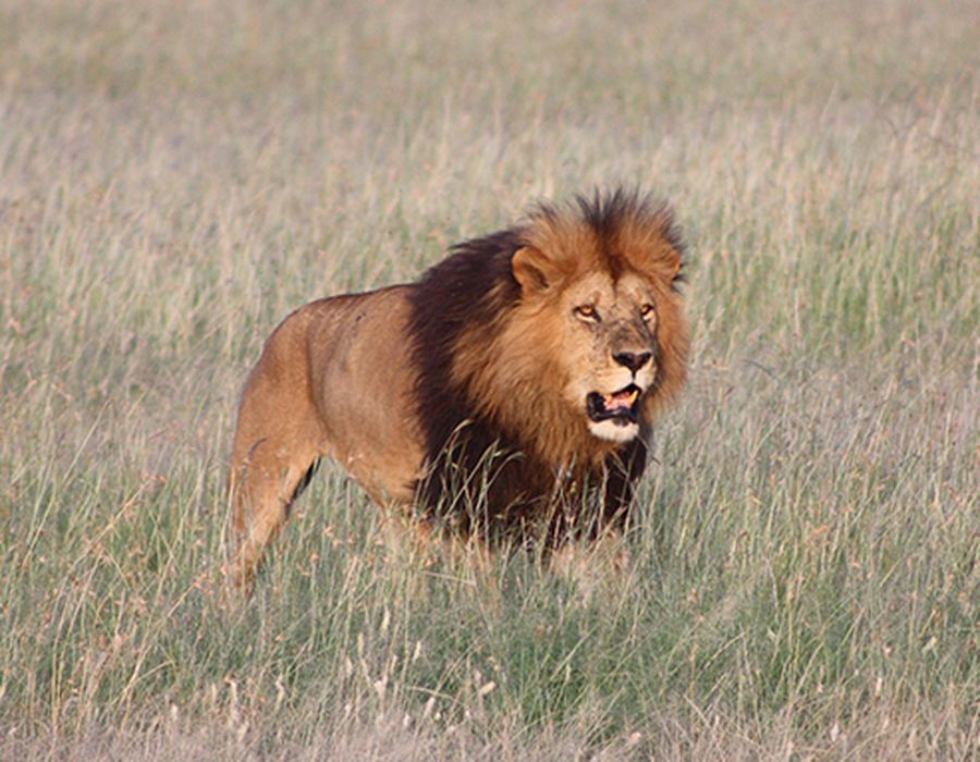 male lion walking through grassy field