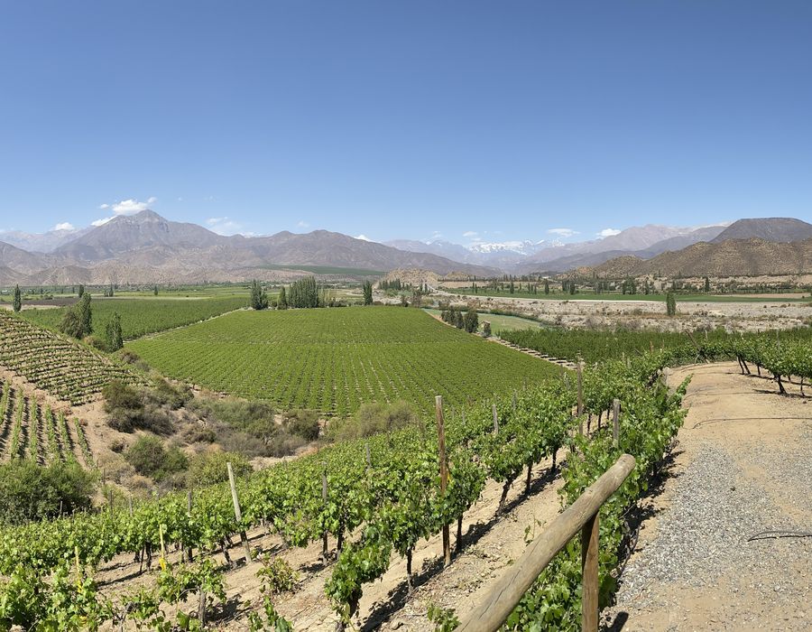 grape trees in a vineyard in aconcagua valley in chile