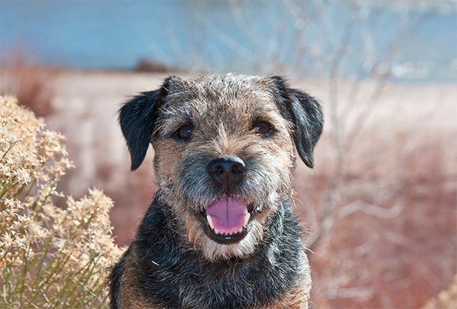 Secondary image of Border Terrier dog breed