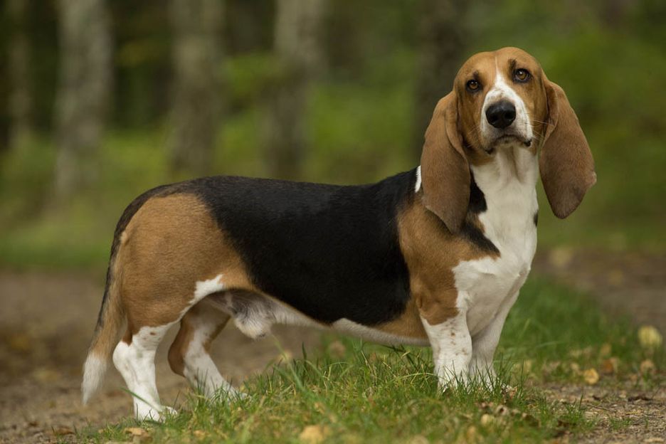 Secondary image of Basset Artesien Normand dog breed