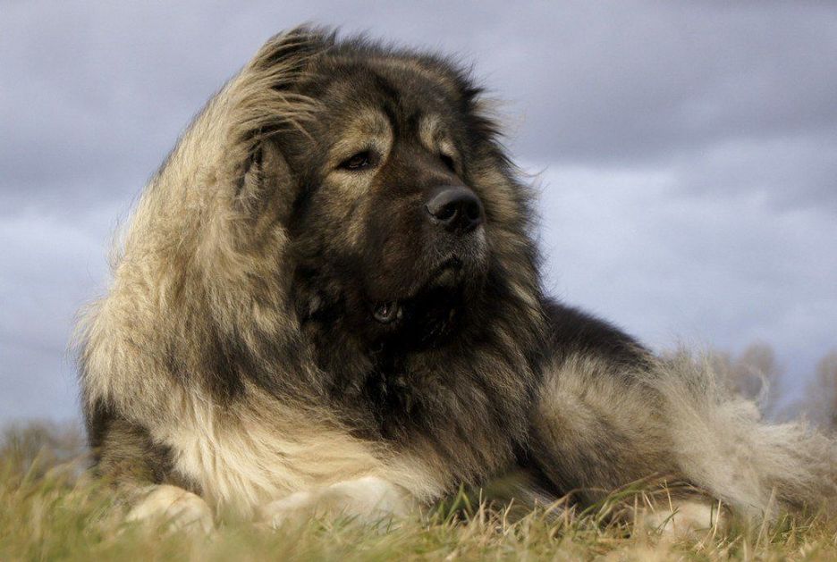 Secondary image of Caucasian Shepherd Dog dog breed