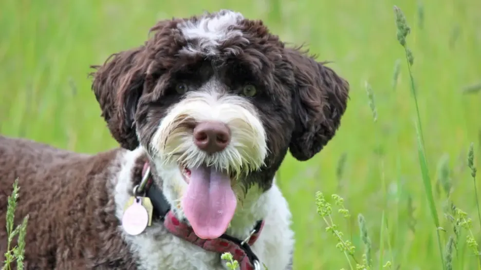Secondary image of Portuguese Water Dog dog breed