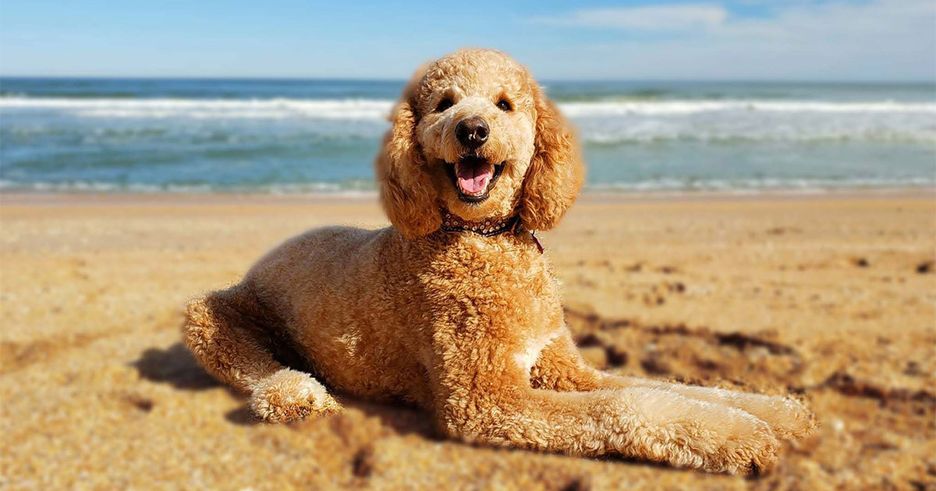 Secondary image of Poodle dog breed