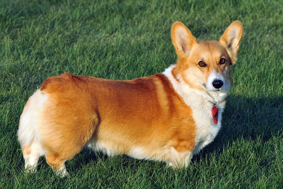 Secondary image of Pembroke Welsh Corgi dog breed