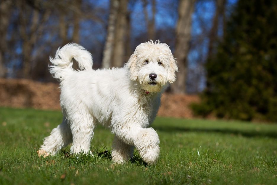 Secondary image of Labradoodle dog breed