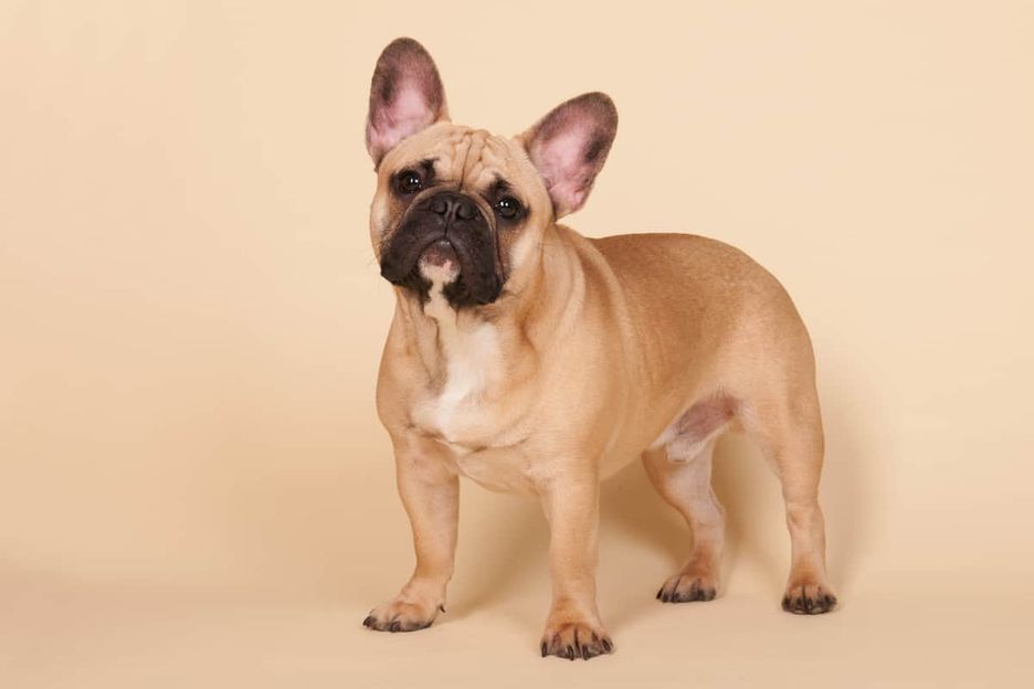 Secondary image of French Bulldog dog breed