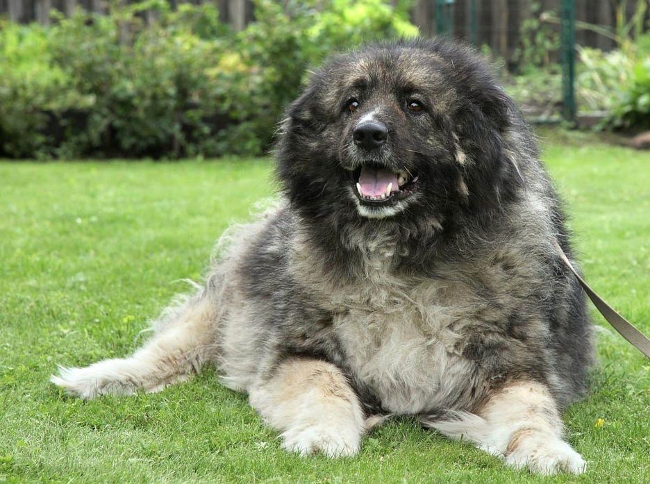 Secondary image of Caucasian Shepherd Dog dog breed