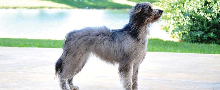 Secondary image of Pyrenean Shepherd dog breed