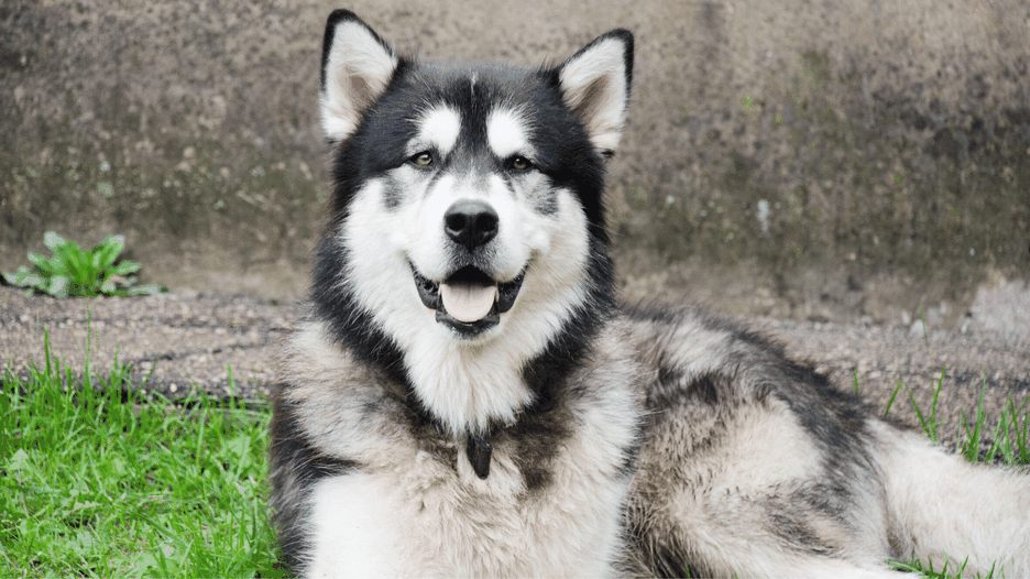 Secondary image of Alaskan Malamute dog breed
