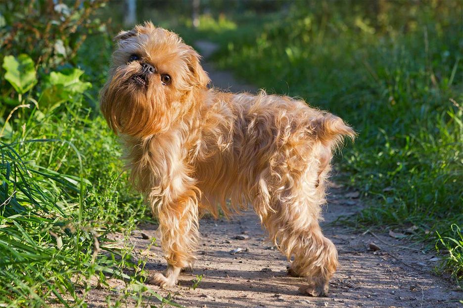 Secondary image of Brussels Griffon dog breed