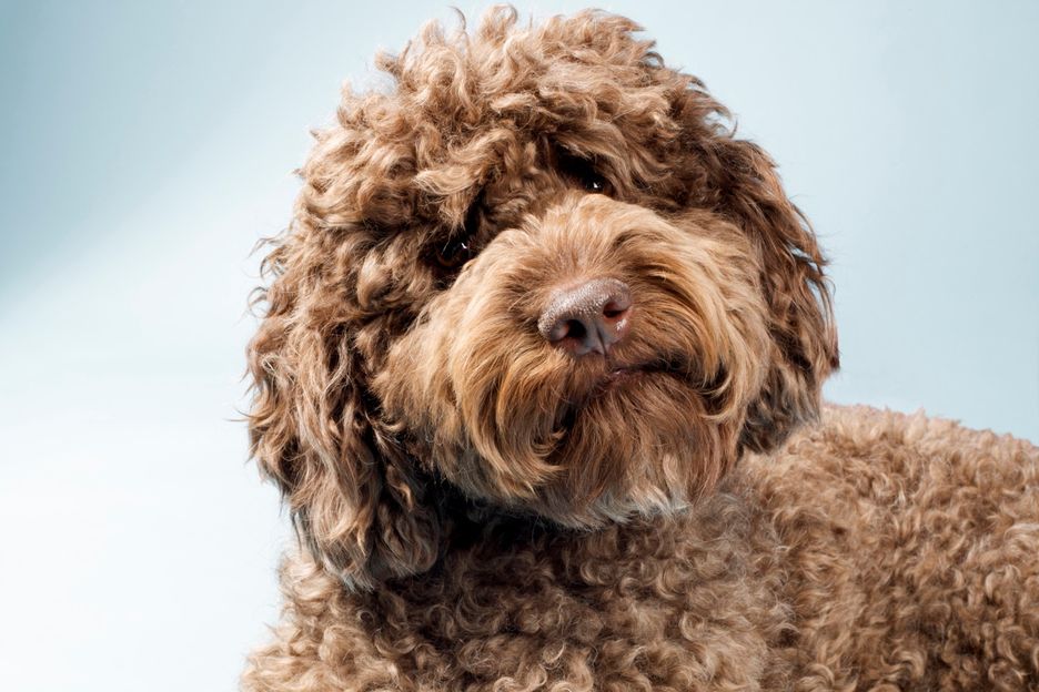 Secondary image of Labradoodle dog breed