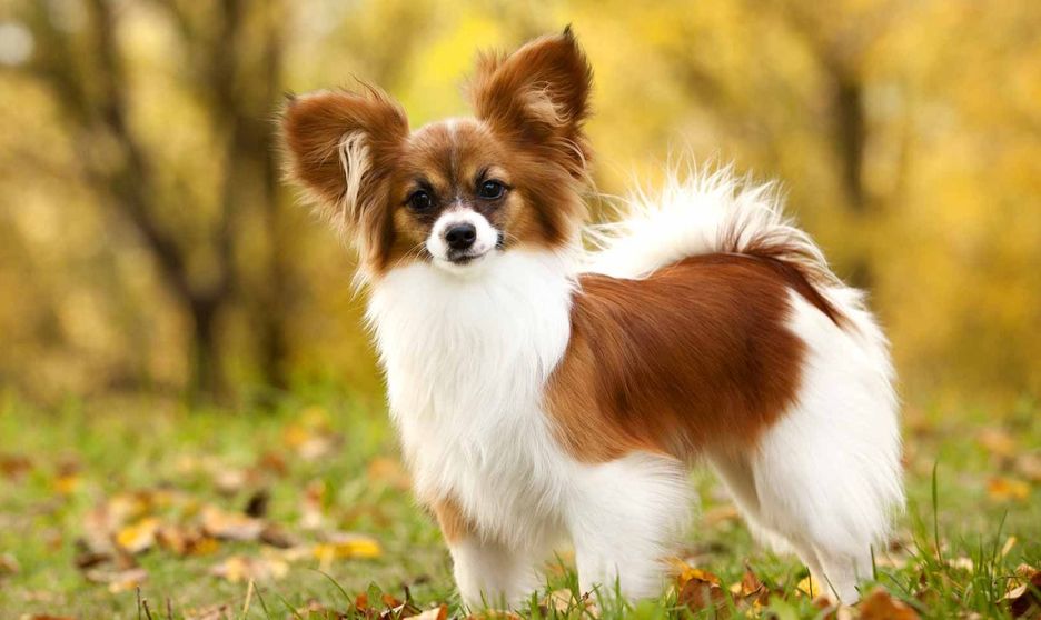 Secondary image of Papillon dog breed