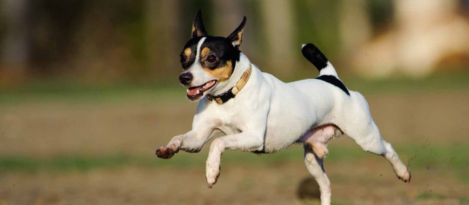 Secondary image of Toy Fox Terrier dog breed