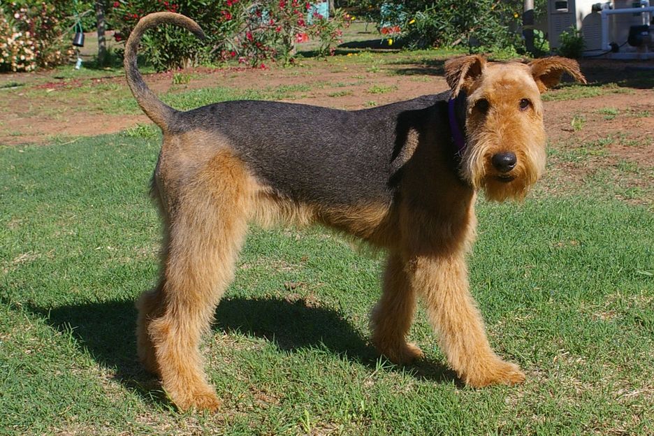 Secondary image of Welsh Terrier dog breed
