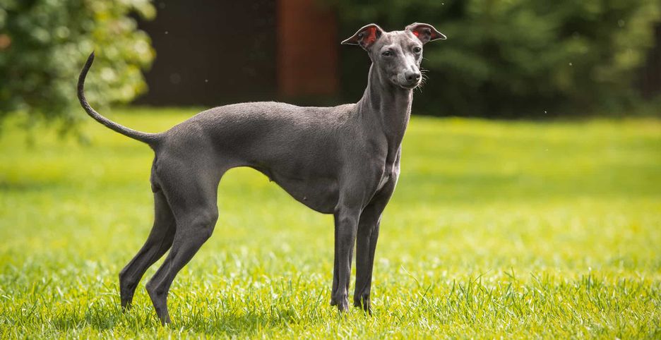 Secondary image of Italian Greyhound dog breed