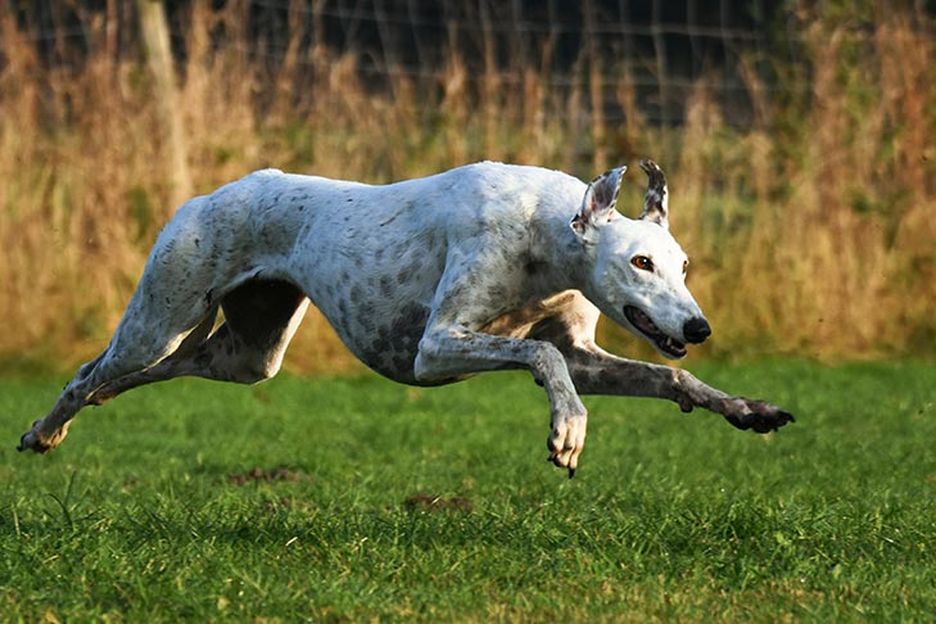 Secondary image of Greyhound dog breed