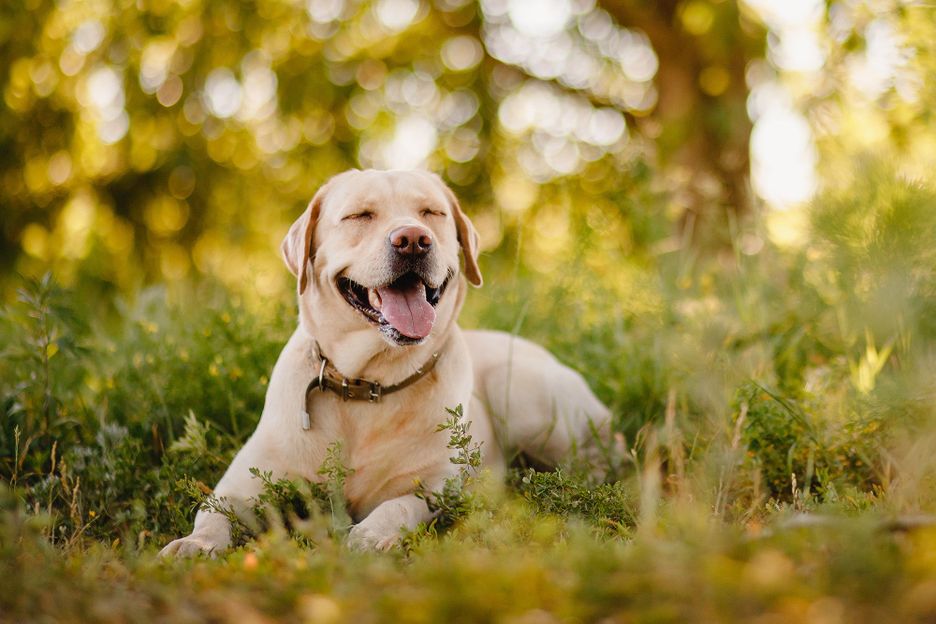 Secondary image of Labrador Retriever dog breed