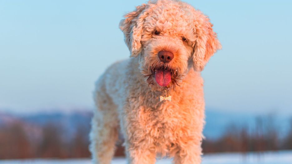 Secondary image of Lagotto Romagnolo dog breed