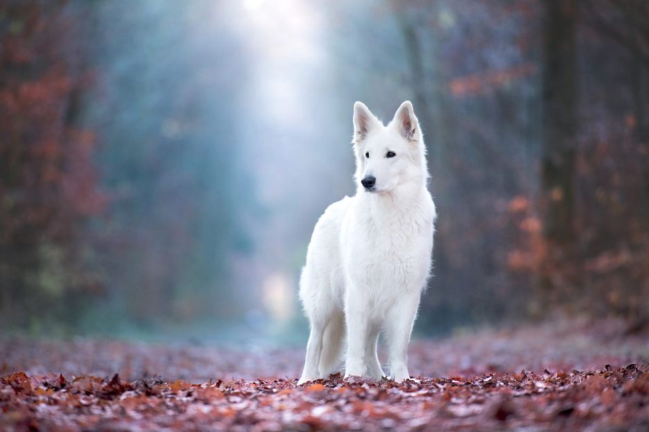 Secondary image of White Shepherd dog breed