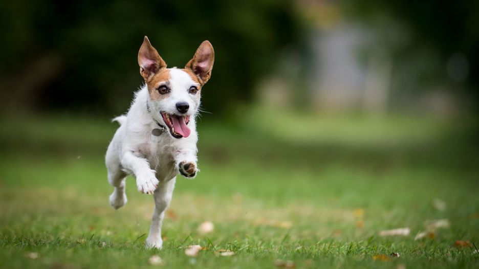 Secondary image of Jack Russell Terrier dog breed