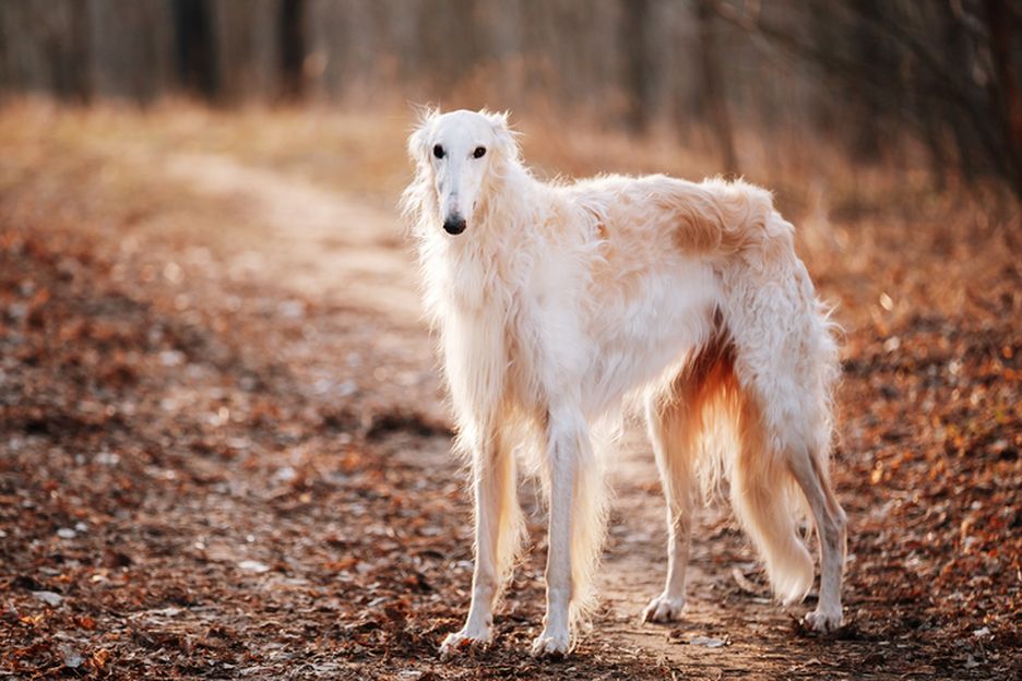 Secondary image of Borzoi dog breed