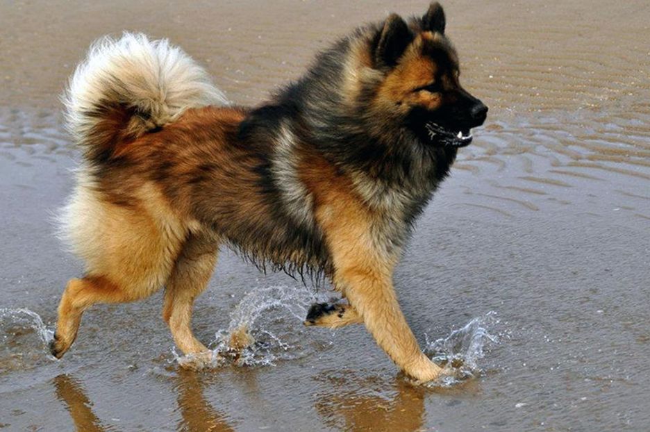 Secondary image of Eurasier dog breed