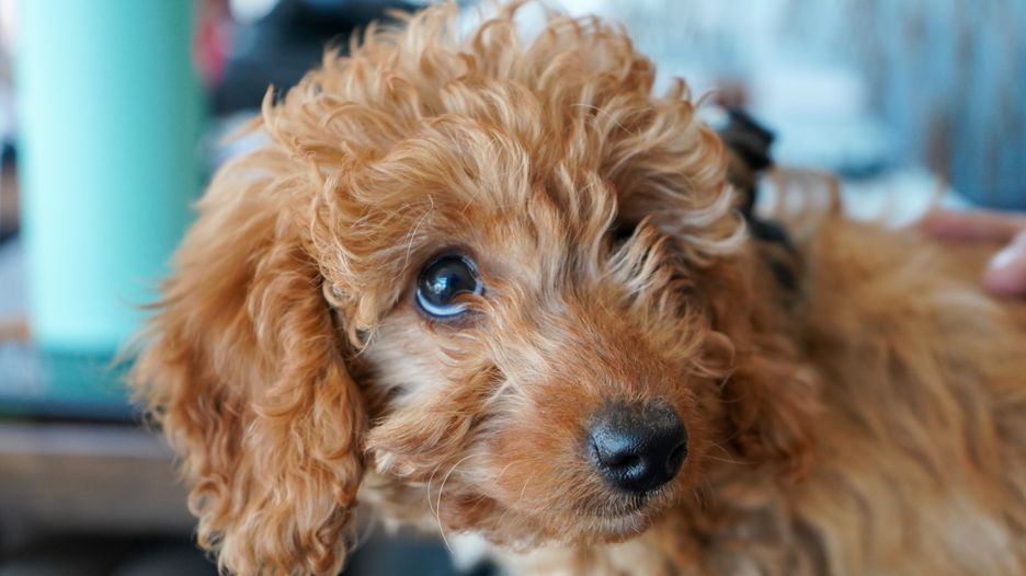 Secondary image of Goldendoodle dog breed