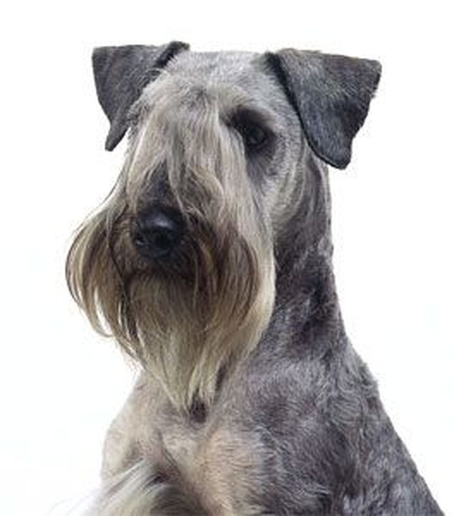 Secondary image of Cesky Terrier dog breed