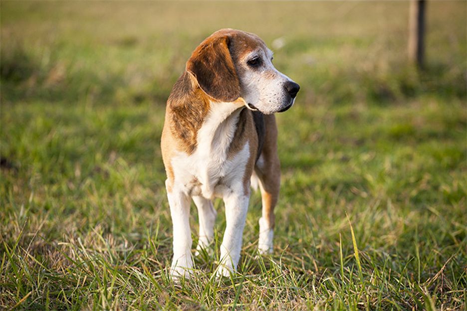 Secondary image of American Foxhound dog breed