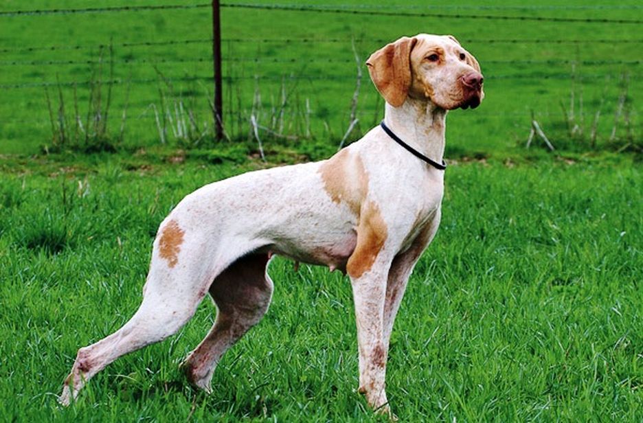 Secondary image of Ariege Pointer dog breed