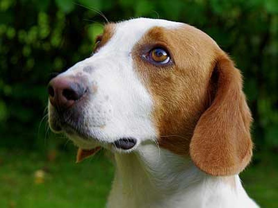 Secondary image of Drever dog breed