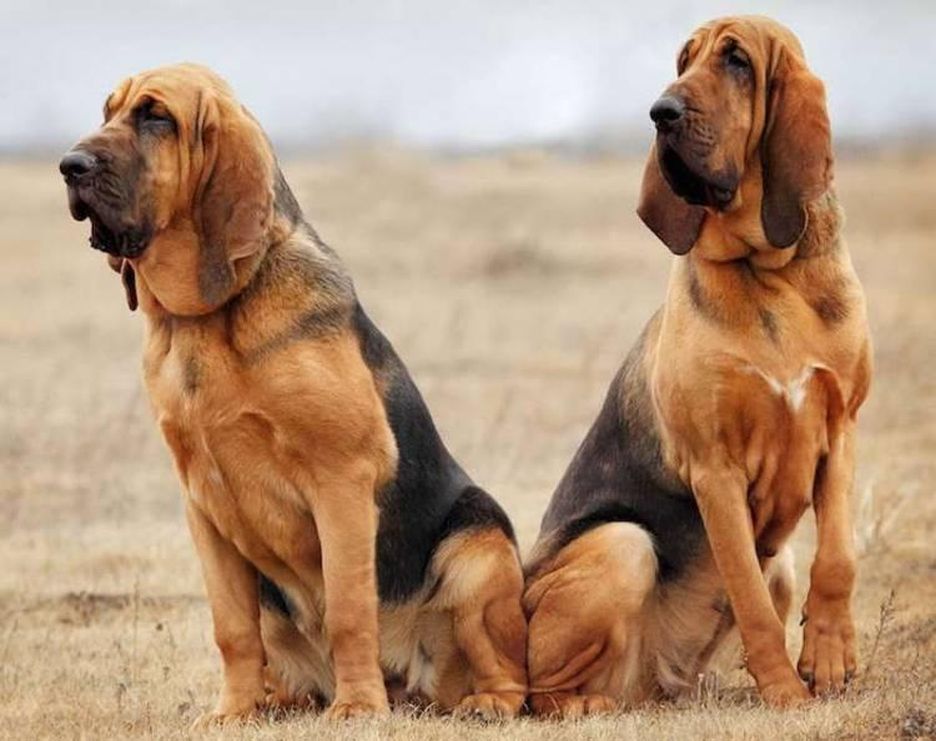 Secondary image of Bloodhound dog breed
