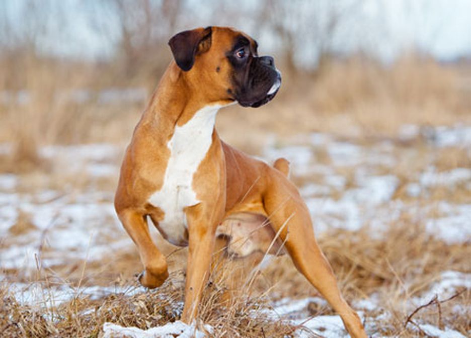 Secondary image of Boxer dog breed