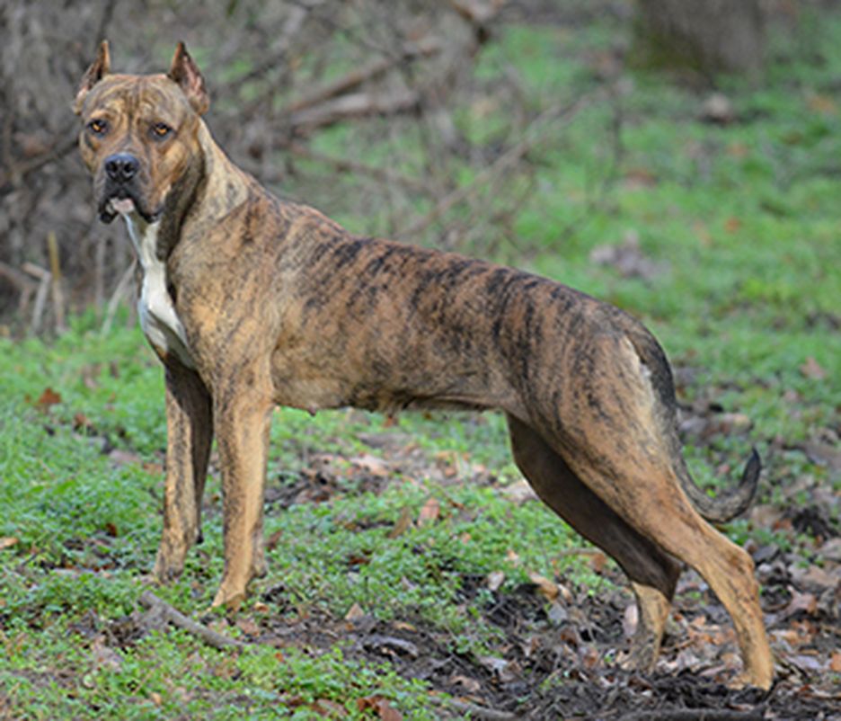 Secondary image of Alano Espanol dog breed