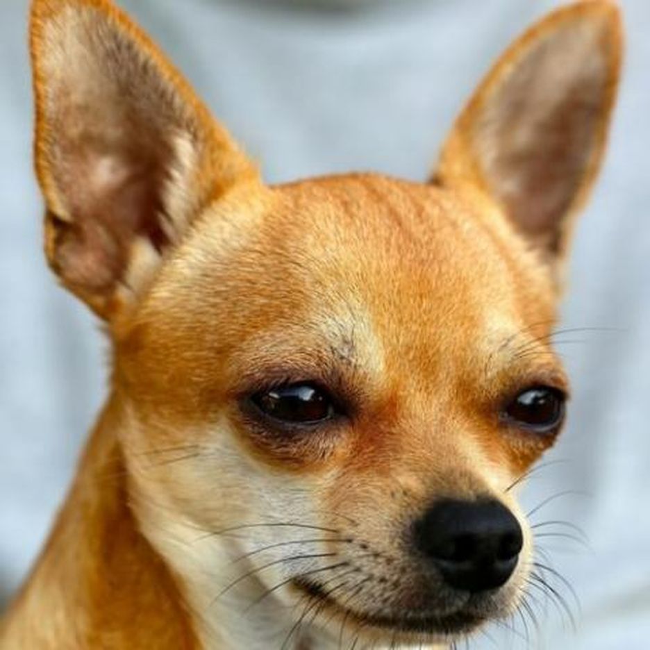 Secondary image of Chihuahua dog breed