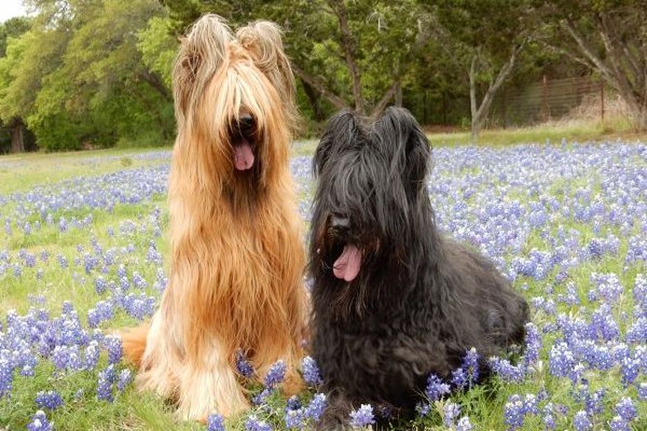 Secondary image of Briard dog breed