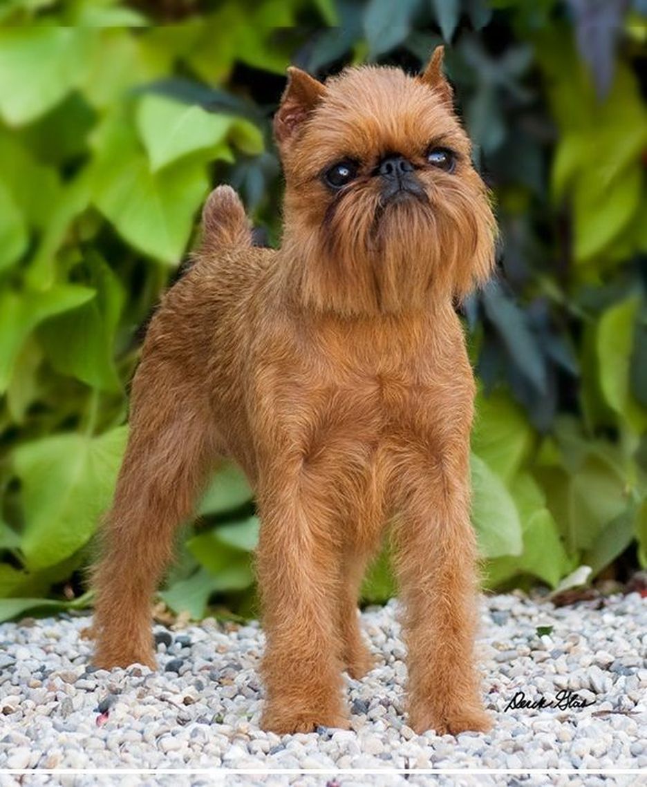 Secondary image of Brussels Griffon dog breed