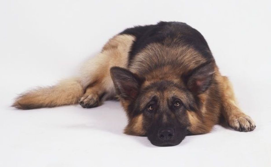 Secondary image of German Shepherd dog breed