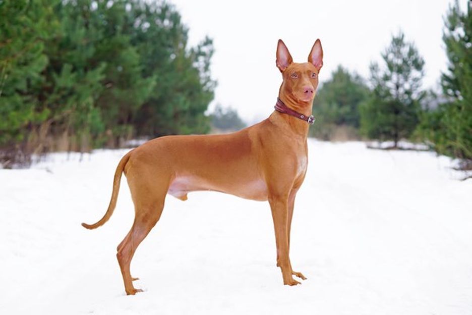 Secondary image of Pharaoh Hound dog breed