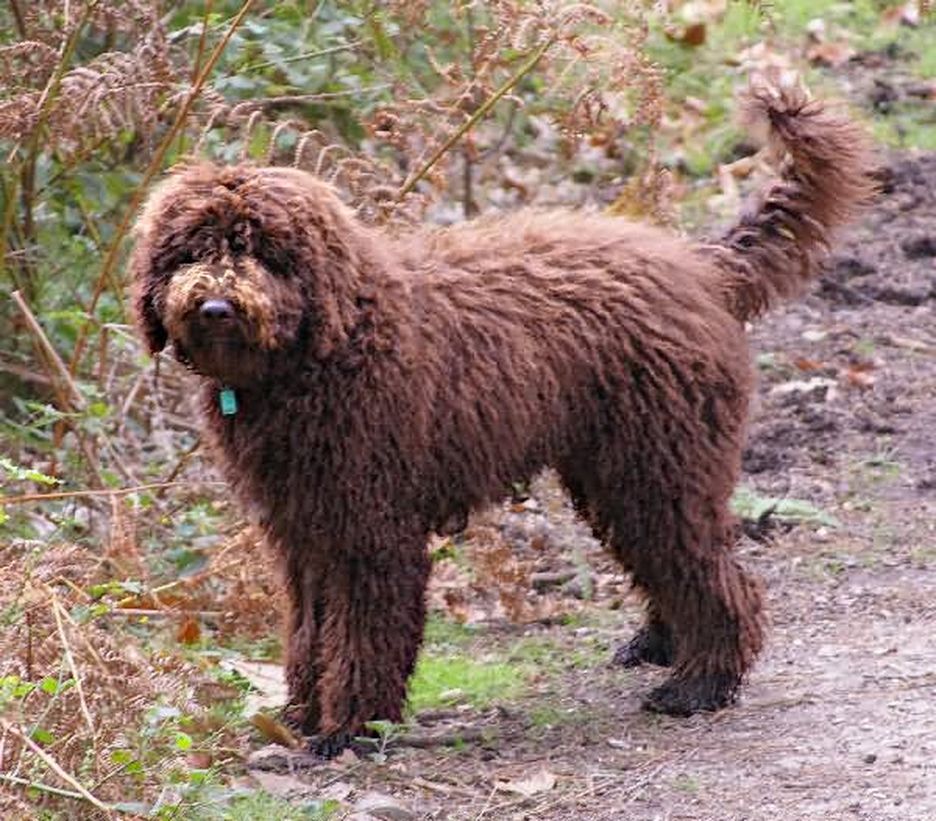 Secondary image of Barbet dog breed