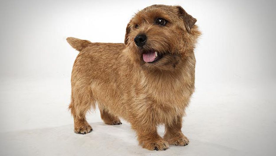 Secondary image of Norfolk Terrier dog breed