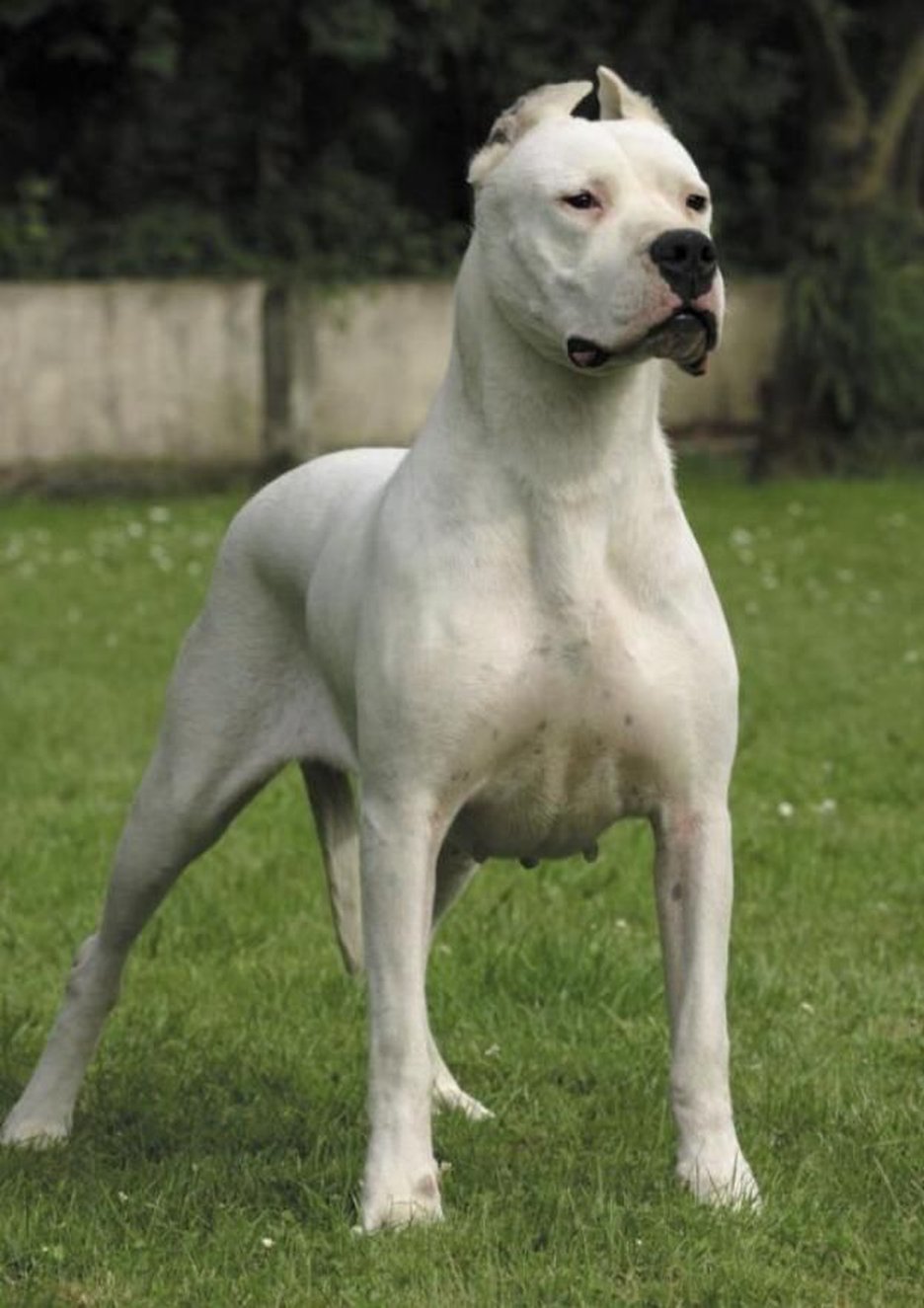 Secondary image of Bully Kutta dog breed